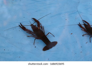 crawfish in a shallow pool