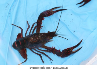 crawfish in a shallow pool