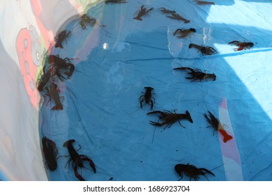 crawfish in a shallow pool