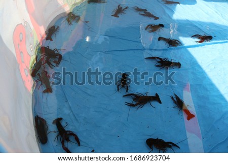 crawfish in a shallow pool