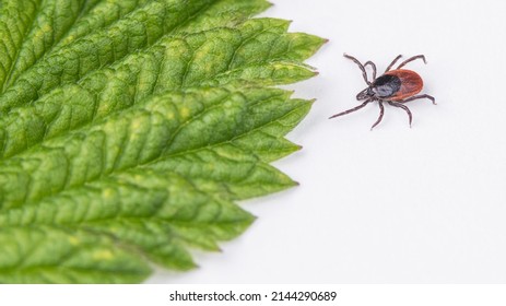 Crawling deer tick and green leaf detail on a white background. Ixodes ricinus or scapularis. Close-up of parasitic insect, a transmitter of infection as encephalitis and Lyme disease or ehrlichiosis.