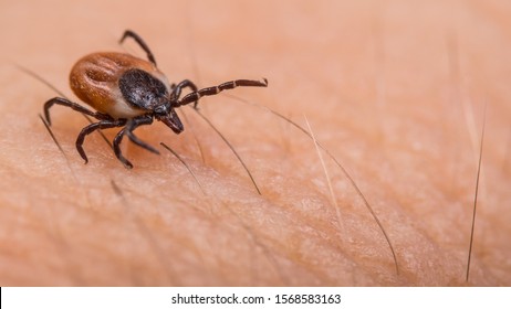 Crawling deer tick on human hairy skin background. Ixodes ricinus or scapularis. Dangerous parasitic mite on blurry pink texture. Disgusting biting insect. Encephalitis infection. Tick-borne diseases. - Shutterstock ID 1568583163
