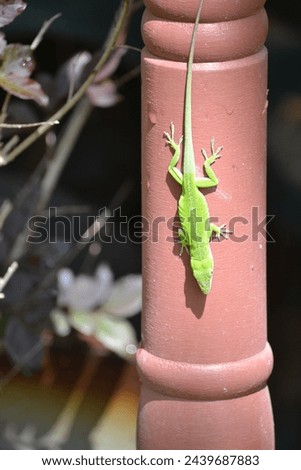 Crawling lizard on a pole