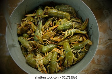 Cray-fish