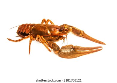 Crayfish Alive Isolated On White Background