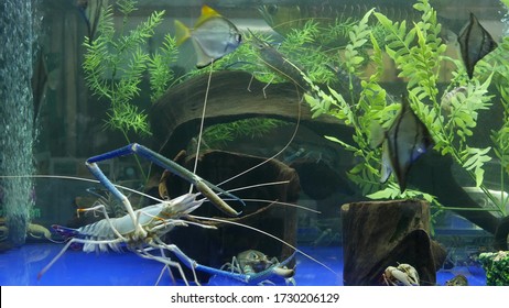 Crayfish In Aquarium On Market. Exotic Crayfish Swimming Amidst Seaweed And Fish In Clean Water Of Aquarium On Market.