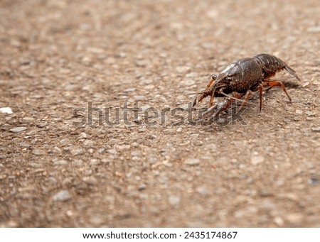 Crayfish (Astacoidea) scuttles along the riverbeds of North America, its claws poised for foraging in freshwater habitats.