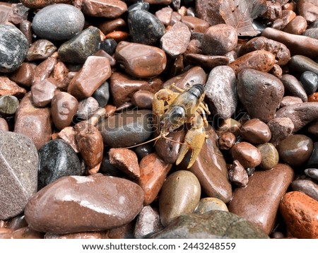 Crayfish Blending Into Rocky Beach