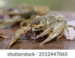 crayfish caught in the lake on the table, live river crayfish on a wooden table, closeup