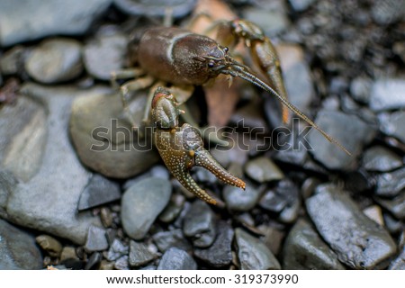 Crayfish claw