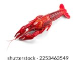 Crayfish, Crawfish closeup. Red boiled one river crayfish isolated on white background. Lobster closeup. Detailed photo