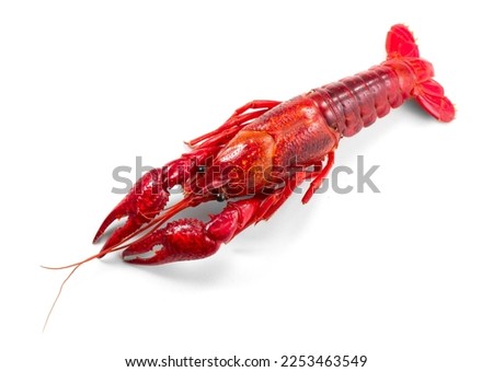 Crayfish, Crawfish closeup. Red boiled one river crayfish isolated on white background. Lobster closeup. Detailed photo