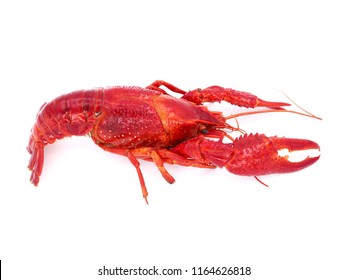 Crayfish or Crawfish isolated on white background.