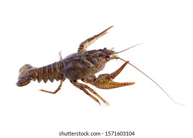 Crayfish Crawfish Isolated On White Background Stock Photo 1571603104 ...