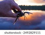 Crayfish in fisherman