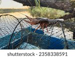 Crayfish in fisherman
