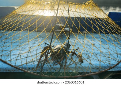 Crayfish in fisherman's traps on lake. Catching crayfish, crabs, lobster. Caught crayfish on river while fishing. Illegal crayfish traps found as poachers caught. Fishing rights on river.  - Shutterstock ID 2360016601