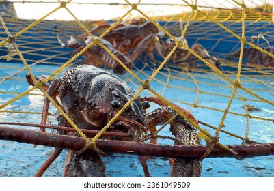 Crayfish in fisherman's traps on lake. Catching crayfish, crabs, lobster. Caught crayfish on river while fishing. Illegal crayfish traps found as poachers caught. Fishing rights on river.  - Shutterstock ID 2361049509