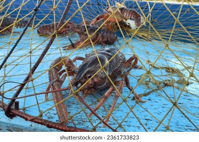 Crayfish in fisherman's traps on lake. Catching crayfish, crabs, lobster. Caught crayfish on river while fishing. Illegal crayfish traps found as poachers caught. Fishing rights on river.  - Shutterstock ID 2361733823