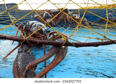 Crayfish in fisherman's traps on lake. Catching crayfish, crabs, lobster. Caught crayfish on river while fishing. Illegal crayfish traps found as poachers caught. Fishing rights on river.  - Shutterstock ID 2362027701