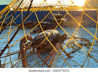Crayfish in fisherman's traps on lake. Catching crayfish, crabs, lobster. Caught crayfish on river while fishing. Illegal crayfish traps found as poachers caught. Fishing rights on river.  - Shutterstock ID 2364771071