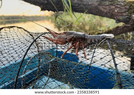 Crayfish in fisherman's traps on lake. Catching crayfish, crabs, lobster. Caught crayfish on river while fishing. Illegal crayfish traps found as poachers caught. Fishing rights on river. 
