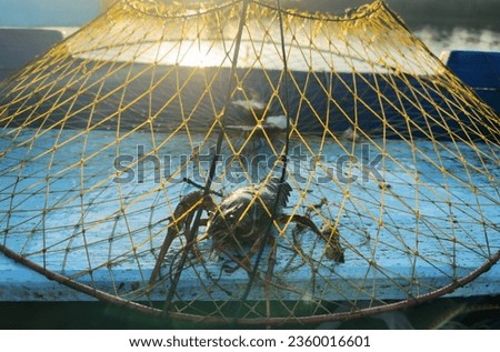 Crayfish in fisherman's traps on lake. Catching crayfish, crabs, lobster. Caught crayfish on river while fishing. Illegal crayfish traps found as poachers caught. Fishing rights on river. 