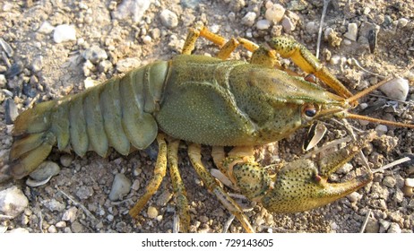Crayfish has a solid chitin cover, serving mostly as an external skeleton.