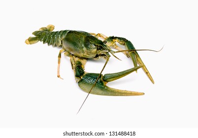 Crayfish Isolated On White Background