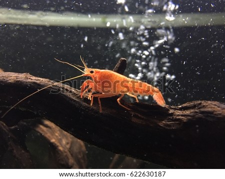 Crayfish, also known as crawfish, crawdads, freshwater lobsters, mountain lobsters, mudbugs or yabbies, are freshwater crustaceans resembling small lobsters.