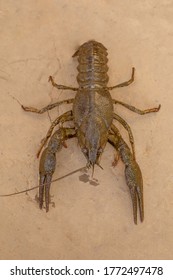 Crayfish Lying On The Ground Closeup Top View