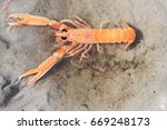 Crayfish Nephrops Norvegicus