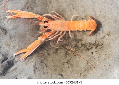 Crayfish Nephrops Norvegicus