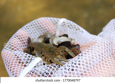 Crayfish In A Net Found In A Stream