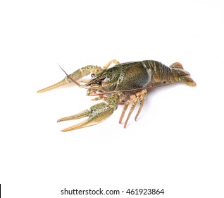 Crayfish On A White Background