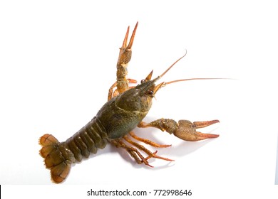 Crayfish の画像 写真素材 ベクター画像 Shutterstock