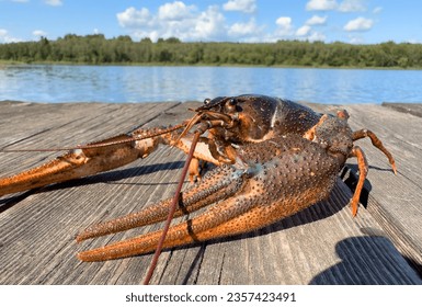 Crayfish on wooden pier at lake. Illegal Catching crayfish and illegal Crayfishing on river. Iillegal fishing. Crawdads, are crustaceans that live in freshwater environments throughout world