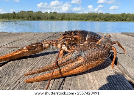 Crayfish on wooden pier at lake. Illegal Catching crayfish and illegal Crayfishing on river. Iillegal fishing. Crawdads, are crustaceans that live in freshwater environments throughout world