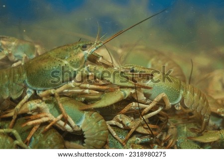 crayfish placed in an aquarium close-up