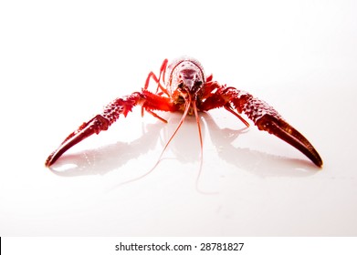 Crayfish Portrait