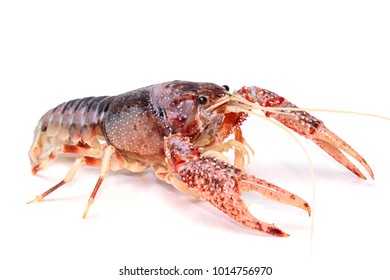 870 Ghost Crayfish Images, Stock Photos & Vectors | Shutterstock