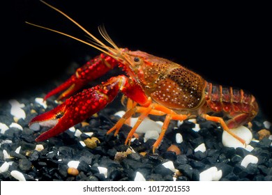 The Crayfish procambarus clarkii; ghost show power in the fishtank and black background.It's very strong procambarus in the water.
