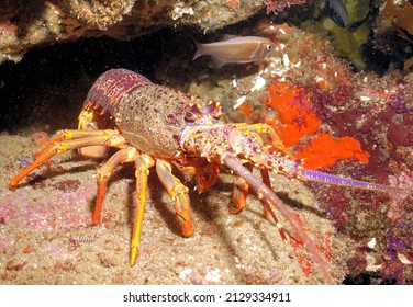 Crayfish Scuba Diving New Zealand