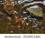 Crayfish in a stream on gravel with stones. Crayfish in nature. Delicacy to eat. Wild animal in Scandinavia