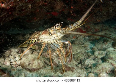 Crayfish Underwater