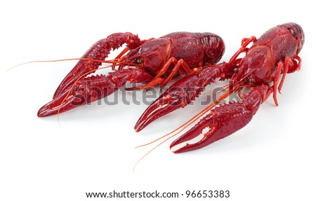 Crayfishes isolated on white background