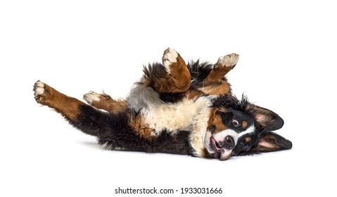 犬 後ろ姿 の写真素材 画像 写真 Shutterstock