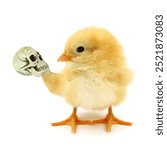 Crazy chick Hamlet dilemma to be or not thinking trendy concept idea isolated on white background funny photo. Baby chicken character poster