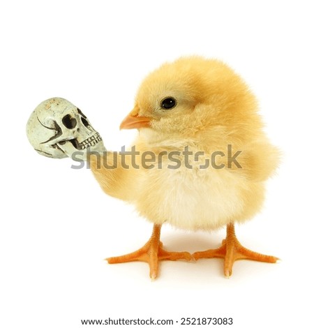 Crazy chick Hamlet dilemma to be or not thinking trendy concept idea isolated on white background funny photo. Baby chicken character poster