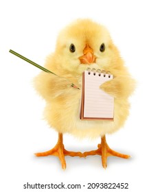 Crazy chick is writing list in notebook trendy concept idea photo isolated on white background funny character. Note pad making list chick poster